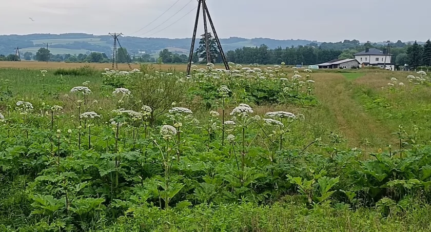 ZDJĘCIE W. NAJA Barszcz Sosnowskiego wita wszystkich tych, którzy drogą powiatową przekraczają most na Wielopolce, jadąc w kierunku Niedźwiady i Małej. Rośnie po lewej stronie, tuż przed rzeką. Dalej w górę rzeki w Gliniku prawie go nie widać, bo tereny przy rzece są intensywnie wykorzystywane rolniczo. 