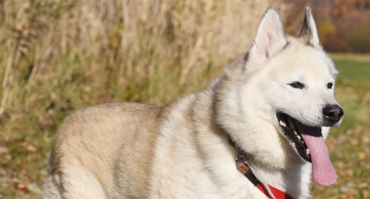 Interwencje i pomoc, Maczo czekają adopcję - zdjęcie, fotografia