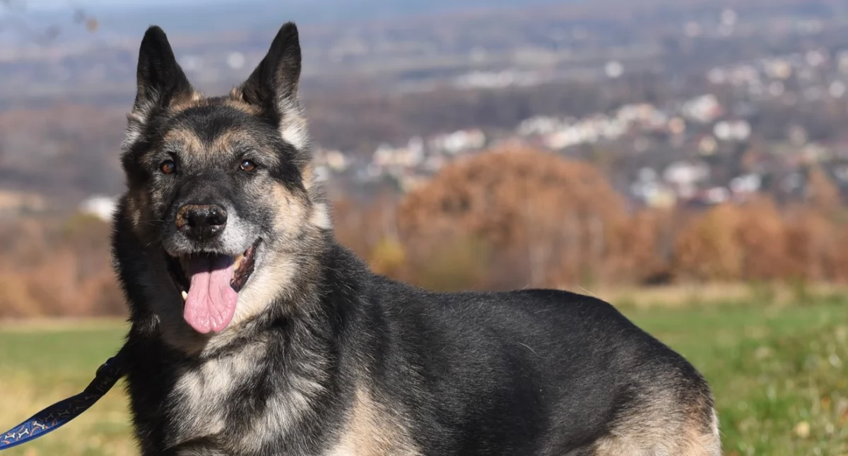 Interwencje i pomoc, przygarnie psiaki - zdjęcie, fotografia