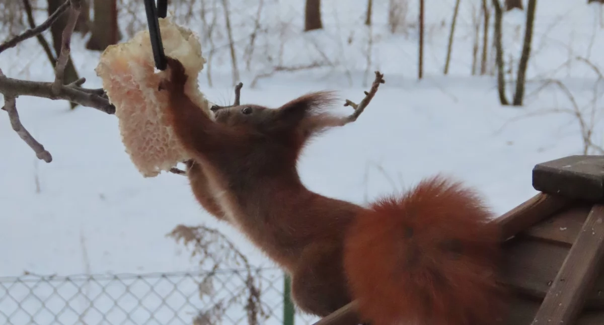 Wiewiórka w czasie konsumpcji słoniny