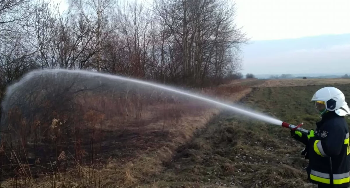 Na zdjęciu strażak gaszący pożar nieużytków przy ul. Jeżynowej w Sędziszowie Małopolskim.