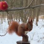  Nie wiemy, czy to element toalety po jedzeniu, czy jeszcze coś tam w łapkach było do...