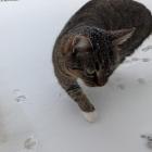  Śnieżyca i niska temperatura, teraz warto zwr&oacute;cić uwagę czy&nbsp;domowe, ale...