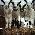 Cała czwórka osesków trzyma się razem