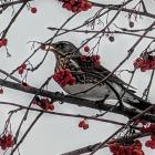  Ptaki jak ten kwiczoł, z powodu śniegu mogą mieć trudności ze znalezieniem pokarmu....