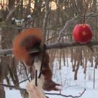  Dla słoniny warto zrobić takie ewolucje.&nbsp;Wiewi&oacute;rka zajadająca słoninę na...