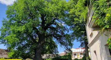 Czy Dąb Dworski w Skrzyszowie zostanie Drzewem Roku? Trwa finałowe głosowanie