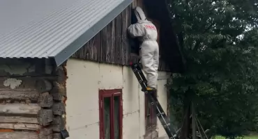 Strażacy coraz częściej jeżdżą usuwać osy i szerszenie, ale nie każde wezwanie jest zasadne
