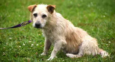 Te psy potrzebują troski człowieka