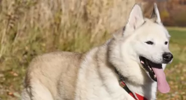 Maczo i Atom czekają na adopcję