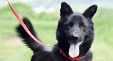 Brus i Walenty  – kandydaci na czworonożnych przyjaciół