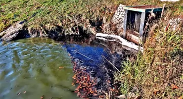 Policja bada jak do stawu trafił olej