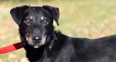 Te psiaki czekają na adopcję