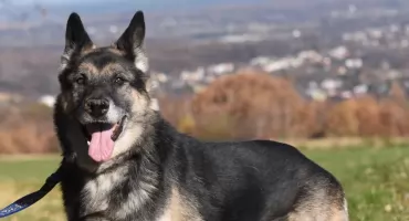 Kto przygarnie te psiaki?