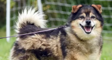 Przytul Psiaka! Wabią się Vento i Dżambo, są do wzięcia w Ropczycach