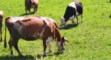 Gdzie trafia mleko z naszych gospodarstw? Zmiana warty w cieniu kryzysu cenowego