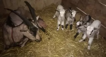 Niezwykłe narodziny w Gliniku: Mela została mamą czworaczków!