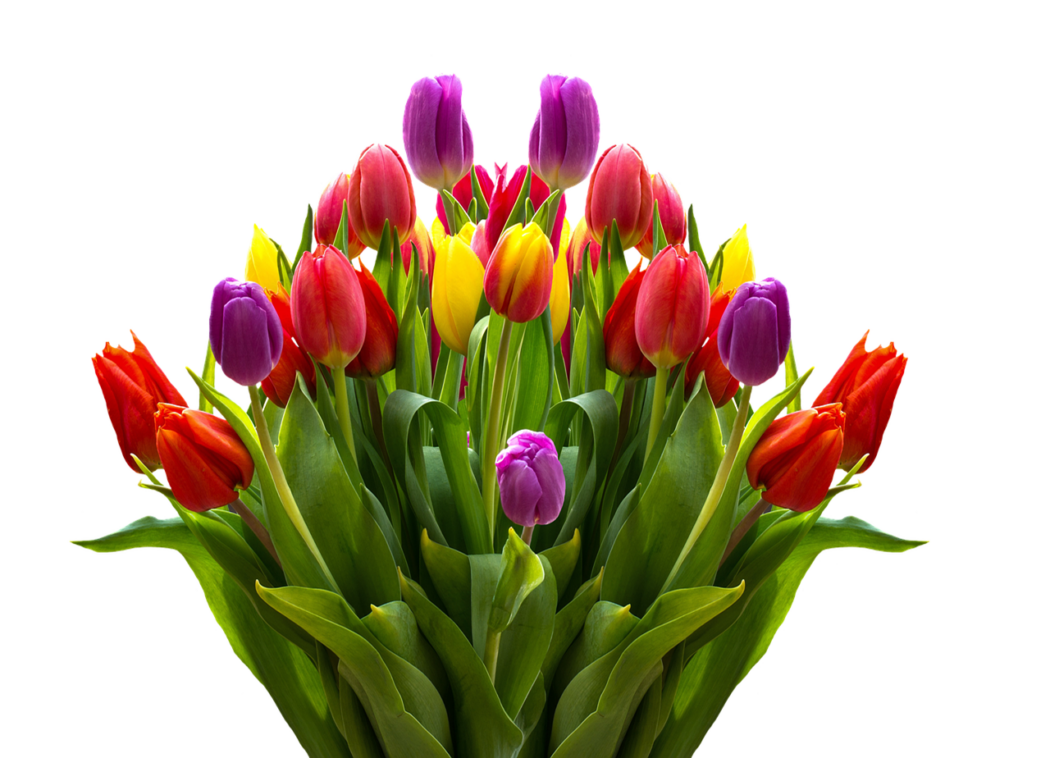 tulips-2323461_1280